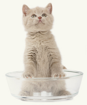 cat image